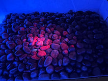 Ruby (Corundum) - Tumbled UV! - 200 grams